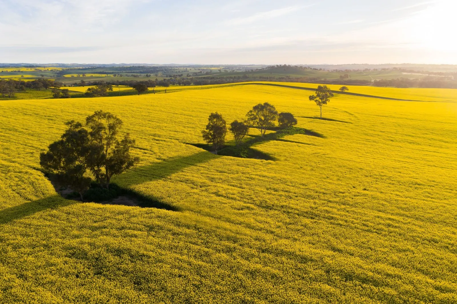 Pure Manure - Canola Field