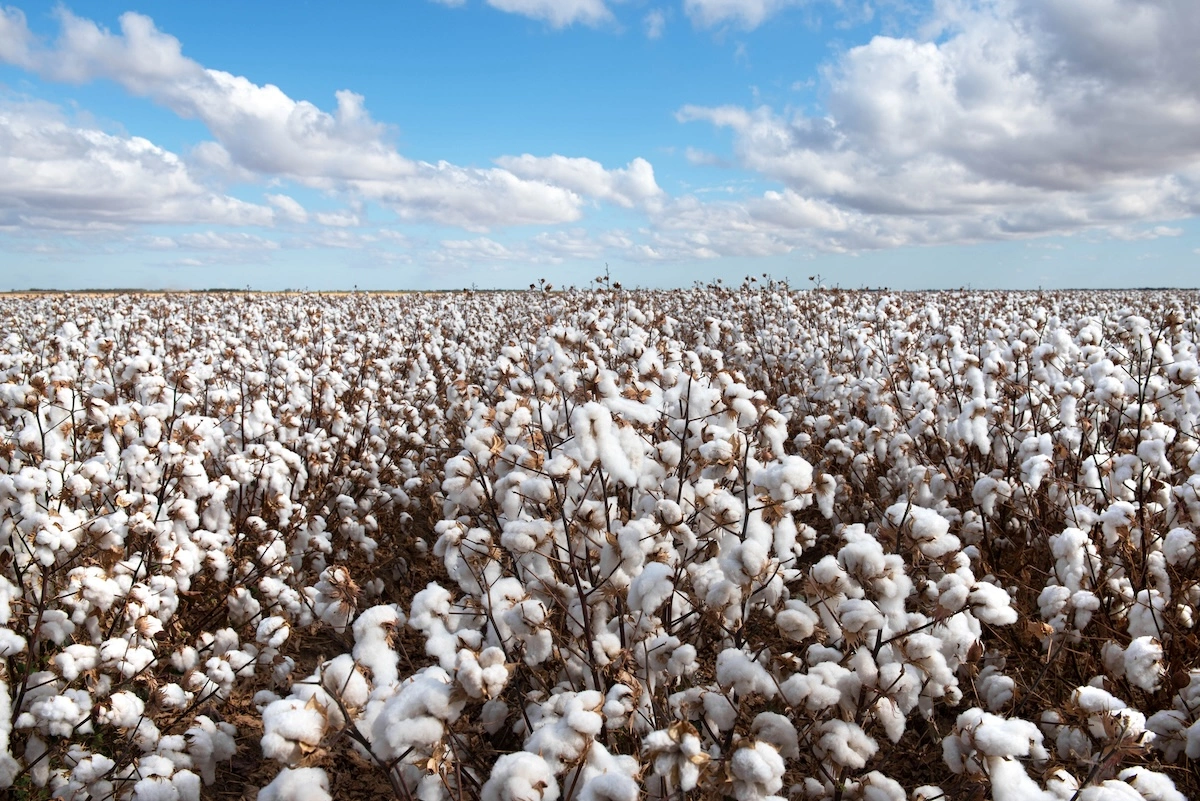 Pure Manure - Cotton Field