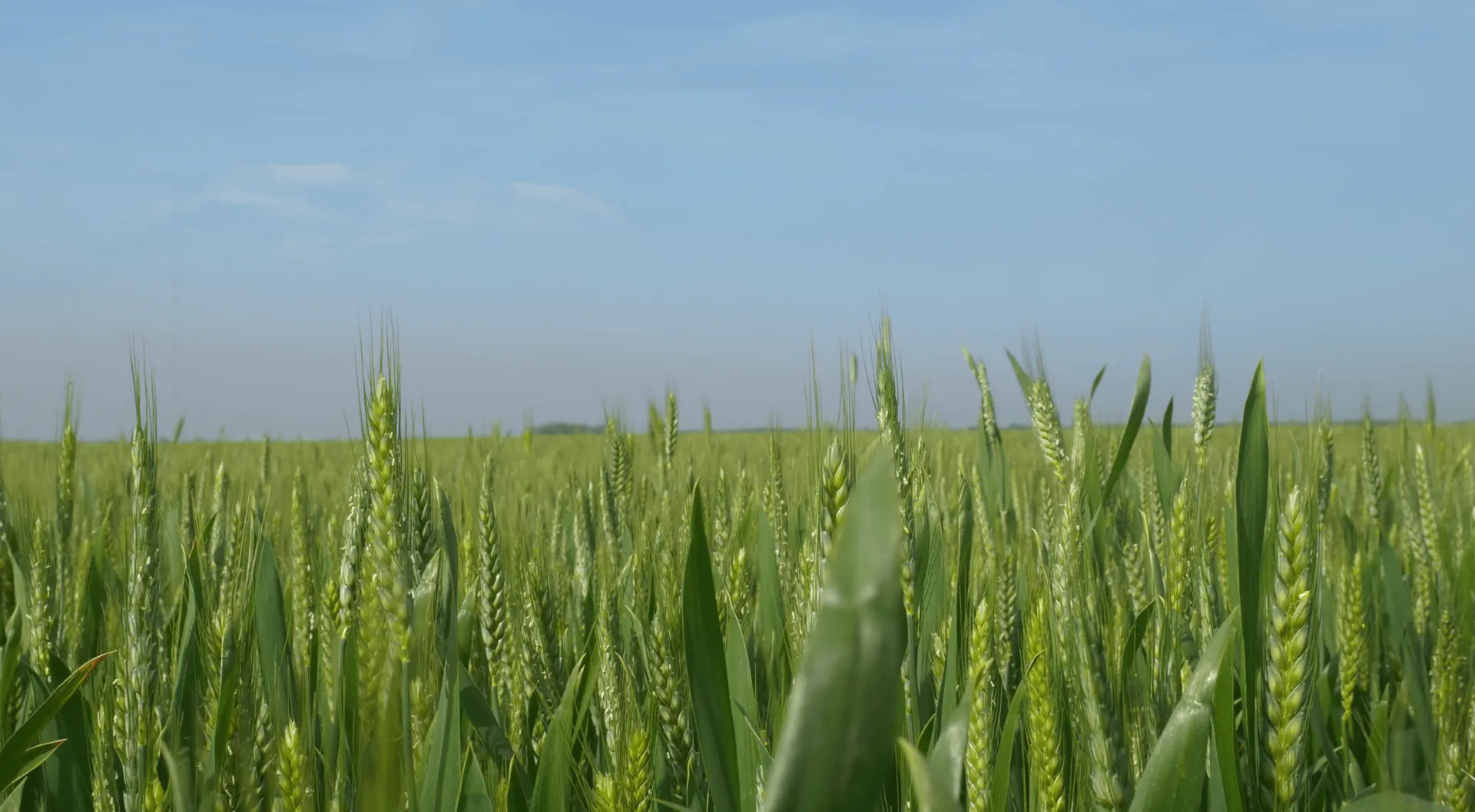 Pure Manure - Wheat Field